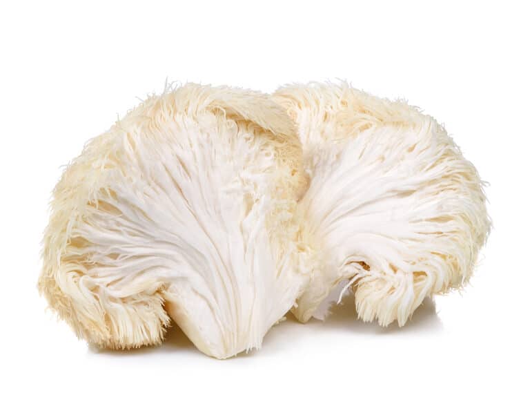 lion's mane, lion's mane mushroom, hericium erinaceus